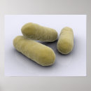Search for bacteria posters Detail