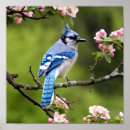 Recherche de oiseau geai posters Photographie