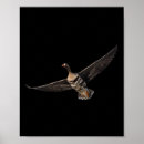 Recherche de chasse de canard posters Canon