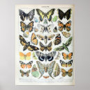 Search for vintage moth posters Animal