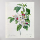 Recherche de arbre plante posters Fleurs