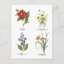 Recherche de illustrations botaniques cartes postales Fleur