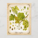 Recherche de vin vintage cartes postales Illustration