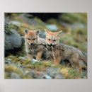 Recherche de renard rouge bébé posters Famille