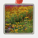 Search for international ornaments Colourful