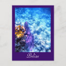Search for diving vertical postcards Coral