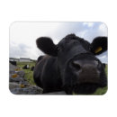 Recherche de vaches magnets Mignon