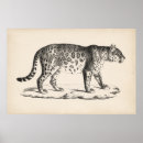 Search for leopard art Wild animals