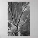 Recherche de culte photographie Arbre