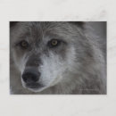 Recherche de tête loup cartes postales Faune