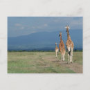 Search for camelopardalis Wildlife