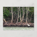 Recherche de mangroves cartes postales Floride