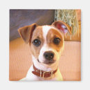 Recherche de jack russel magnets Animal