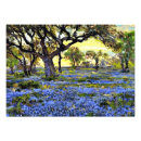 Recherche de chêne vivant posters Texas