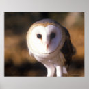 Search for barn owl posters Bird of prey
