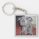 Search for bull keychains Dog
