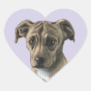 Search for no bull stickers Baby animals