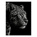 Search for black leopards posters Wildlife