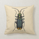 Recherche de scarabées coussins Entomologie