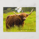 Search for highland cow birthday cards Scotland