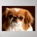 Recherche de domestiqué posters Chien