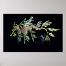 Search for seadragons Weedy