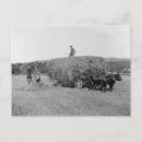 Search for oxen postcards Hay