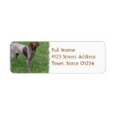 Search for german shorthaired pointer return address labels Pointers