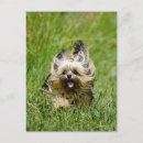 Recherche de yorkshire terrier cartes postales Mignon