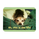 Recherche de beagles mignons magnets Pour tous