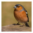 Recherche de mâle posters Oiseau