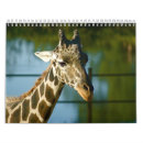 Search for giraffe calendars Photography