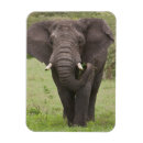 Recherche de tanzanie magnets Animal