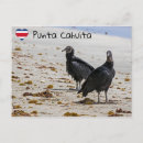 Search for black vulture postcards Nature