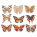 Recherche de collection de papillon Papillons
