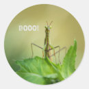 Search for praying mantis stickers Green
