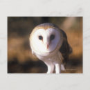 Search for animals of north america postcards Bird of prey