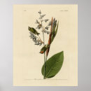 Search for golden bird posters Lithograph