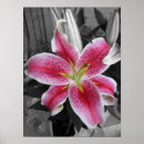 Search for stargazer lily decor Green