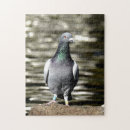 Search for pigeon puzzles Animals