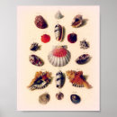 Recherche de seashell posters Mer