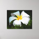 Search for plumeria canvas prints Tropical