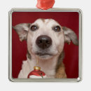 Search for jack russel terrier ornaments Cute
