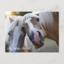 Recherche de visage de cheval cartes postales Animal