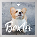 Recherche de chien et chat posters Pour animaux