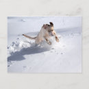 Recherche de labrador jaune cartes postales Hiver