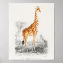 Recherche de vintage animal illustration posters Girafe