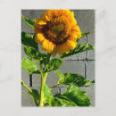 Recherche de gai cartes postales Positif