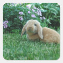 Search for lops stickers Cute
