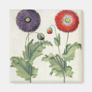 Search for papaver magnets Century
